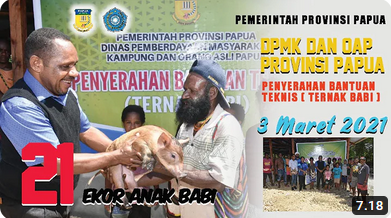 DPMK dan OAP Provinsi Papua Berikan 21 Ekor Anak Babi Kepada Kelompok Tani WIWA di Kampung Ifia Fia
